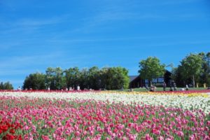 トドックがある北海道のイメージ