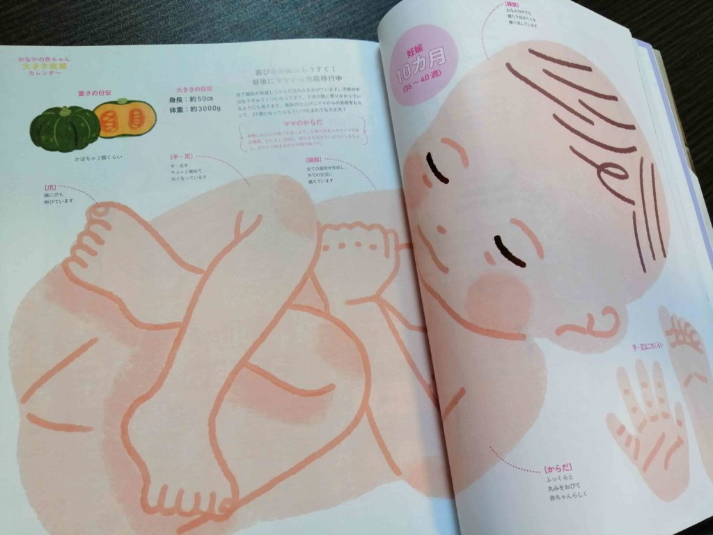 ゼクシィベビーの雑誌妊婦のための本特集赤ちゃんの大きさカレンダー